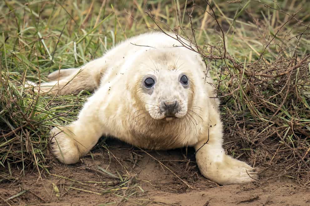 A grey seal pup at the Donna Nook National Nature Reserve in north Lincolnshire (Danny Lawson/PA)