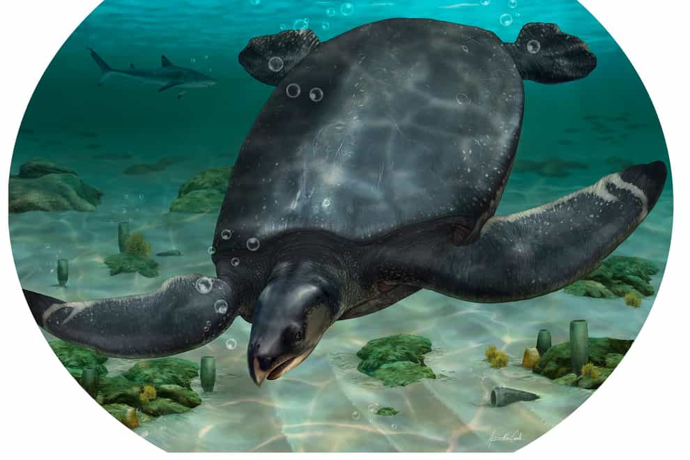 A new species of ancient turtle that swam the shores of Europe millions of years ago may have been one of the largest sea turtles to have ever lived (ICRA/PA)