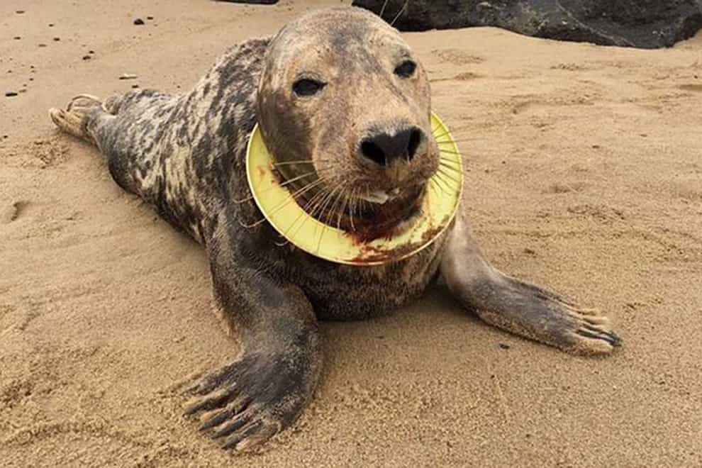 A seal nicknamed Mrs Frisbee got a flying disc trapped round her neck (Friends of Horsey Seals/PA)