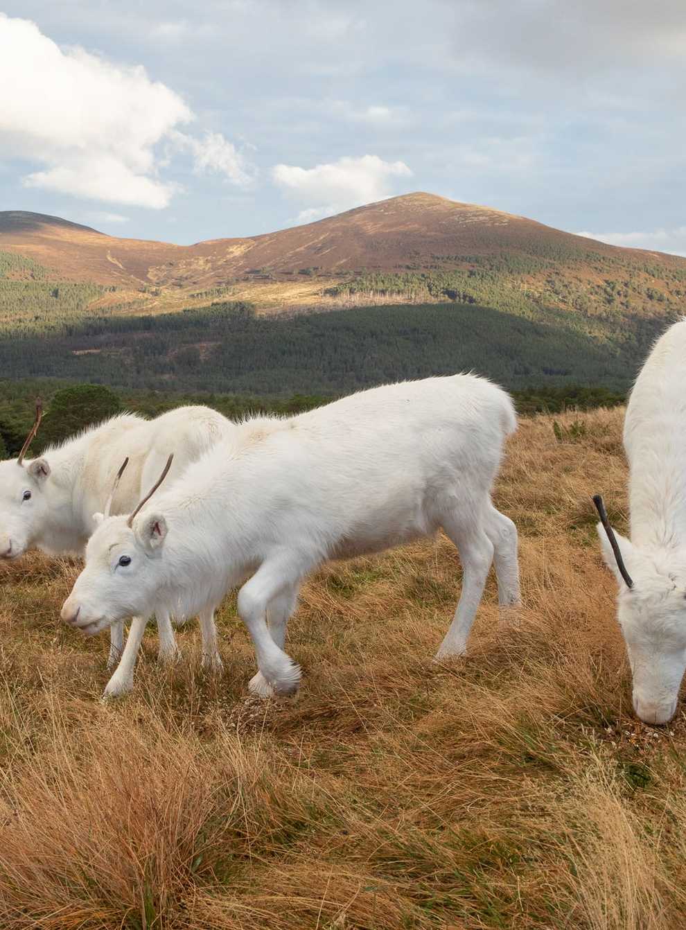 The reindeer will be making visits in the run-up to Christmas (VisitCairngorms/Cairngorm Reindeer Herd/PA)