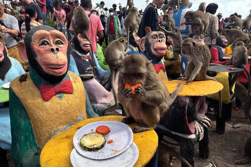 Monkeys enjoy fruit at the Monkey Feast Festival in Lopburi province, Thailand (Chalida EKvitthayavechnukul/AP)