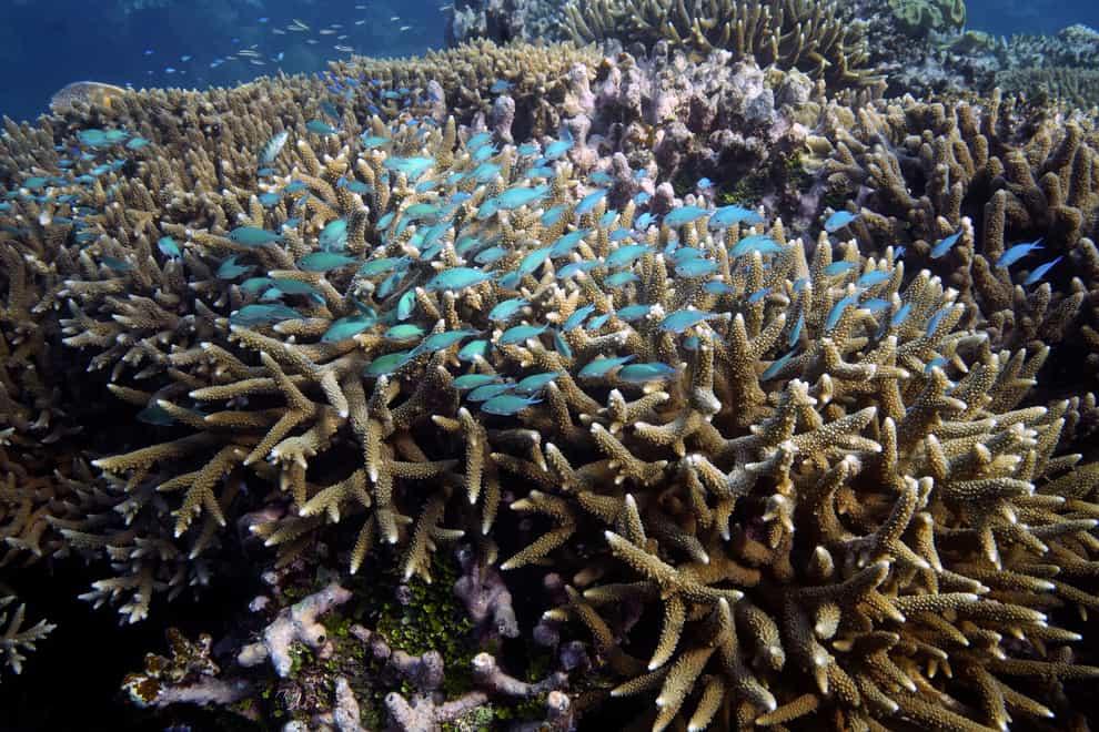 Australia’s environment minister has said her government will lobby against Unesco adding the Great Barrier Reef to a list of endangered World Heritage sites (Sam McNeil/AP)