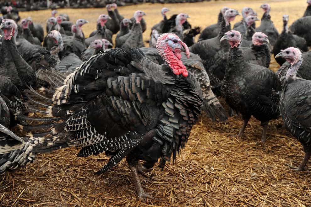 A British Free Range Bronze ‘Roly Poly’ Tom turkey is surrounded by hens at the Traditional Norfolk Poultry Farm in Shropham, Norfolk (Jeremy Durkin/PA)