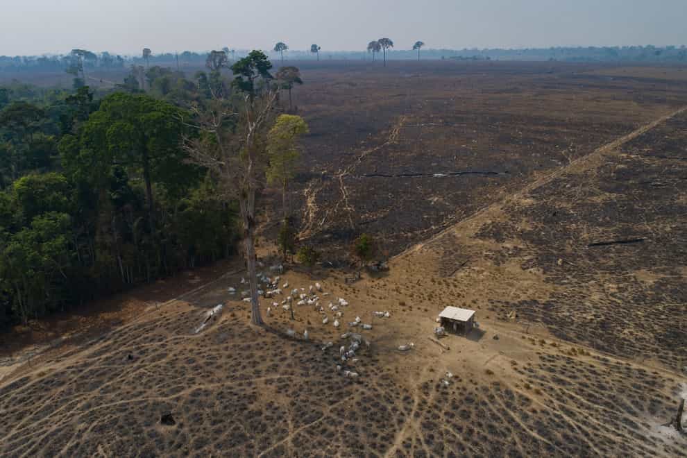 Cattle graze on land recently burned and deforested by cattle farmers near Novo Progresso, Para state, Brazil (Andre Penner/AP/PA)