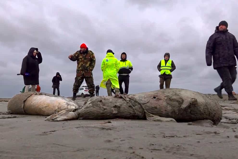 The seals have been found along the coast of the Caspian Sea in Dagestan (RU-RTR Russian Television via AP)