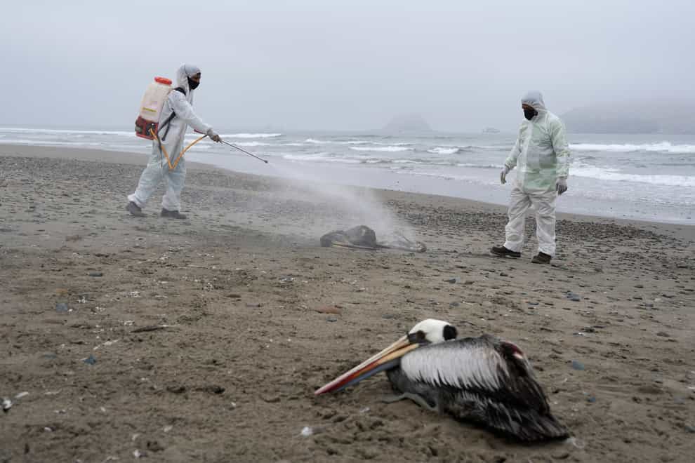 Municipal workers disinfect dead pelicans on San Pedro beach in Lima, Peru (Guadalupe Pardo/AP)