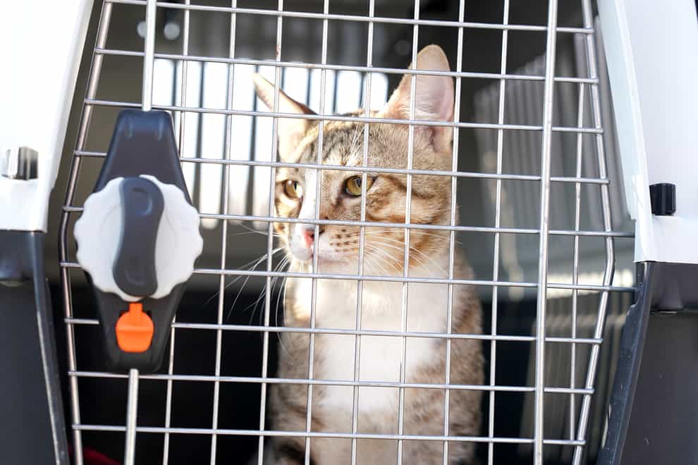 Dave the cat, who spent time with England players during the Qatar World Cup, pictured before leaving Al Wakrah on his way to England, UK to be rehomed (Martin Rickett/PA Images).