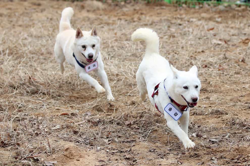 A pair of dogs given to South Korea by Kim Jong Un four years ago have ended up at a zoo after a dispute over who should pay for their care (Chun Jung-in/Yonhap/AP)