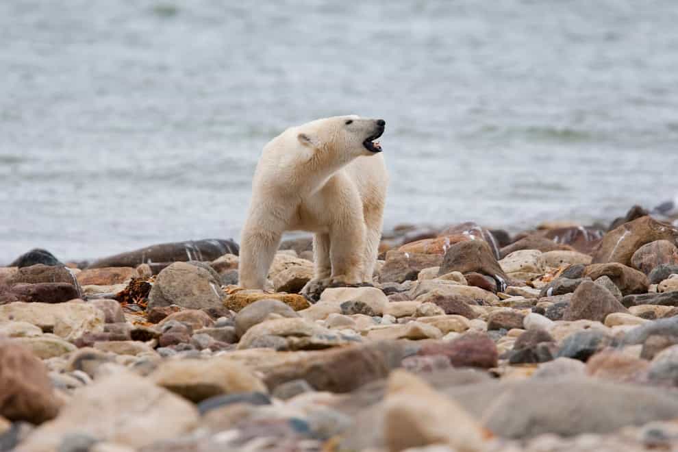 A male polar bear walks along the shore of Hudson Bay near Churchill, Manitoba (The Canadian Press via AP)