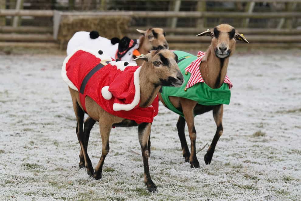 Cameroon sheep at Blair Drummond Safari and Adventure Park near Stirling wore Christmas jumpers as temperatures plunged below zero (Andrew Milligan/PA)