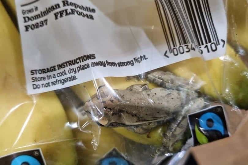 A frog was rescued from a bag of bananas from the Dominican Republic (RSPCA)