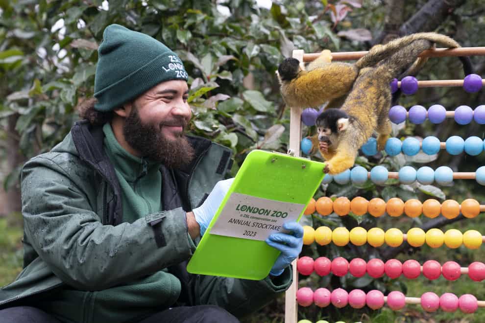 Squirrel monkeys are counted during the annual stocktake at ZSL London Zoo (Kirsty O’Connor/PA)