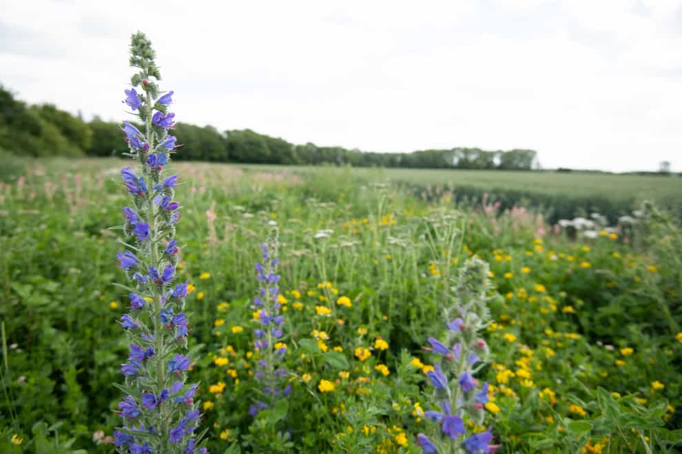 Wildflower margins at RSPB Hope Farm, Cambridgeshire (Ben Andrew/RSPB/PA)