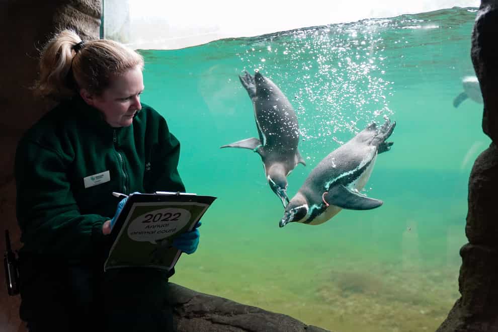 A keeper watches a pair of Humbolt Penguins as they are counted during the annual stocktake at Marwell zoo in Winchester. Picture date: Tuesday January 25, 2022.