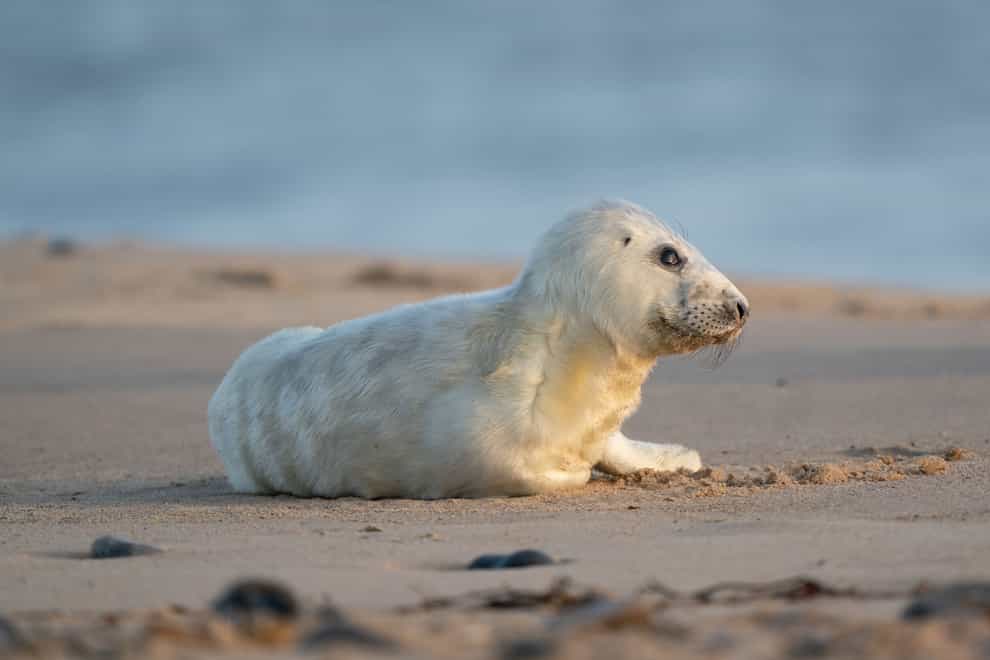 A newborn grey seal pup (Joe Giddens/PA)