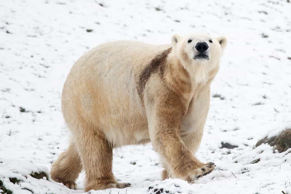 A polar bear has attacked and killed two people in a remote village in western Alaska, according to state troopers (Danny Lawson/PA)