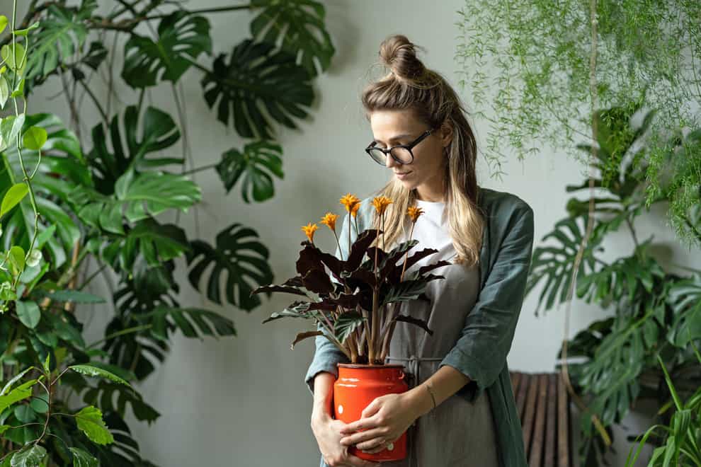 Houseplants have the power to boost your mood (Alamy/PA)