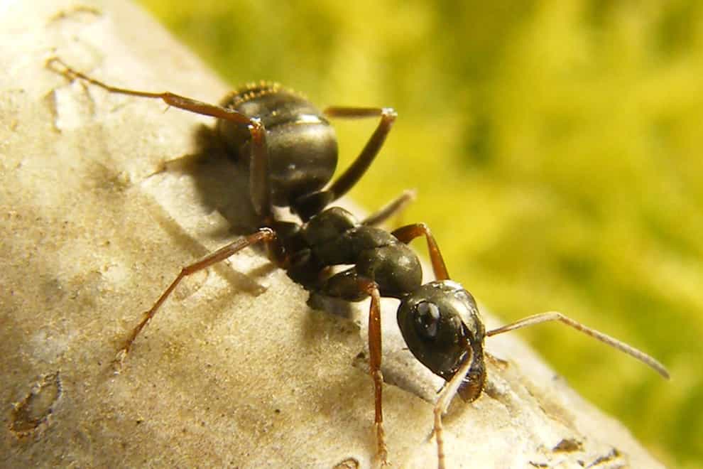 Ants can sniff out cancer, say scientists (Paul Devienne/Sorbonne Paris Nord University in Paris/PA)
