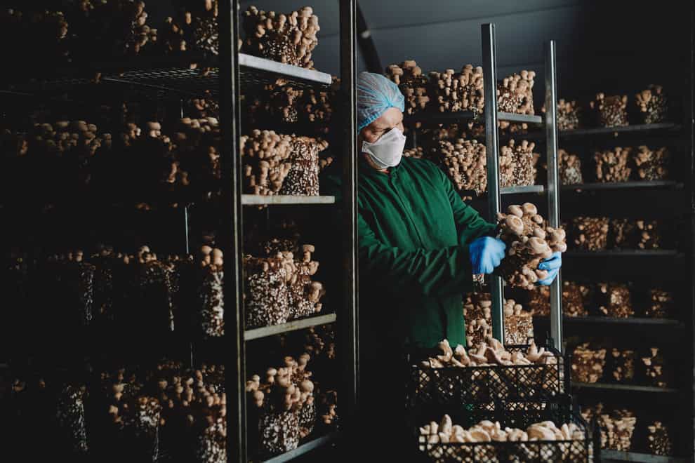 Smithy Mushrooms in Lancashire expand to keep up with demand for exotic varieties (Tesco/PA)