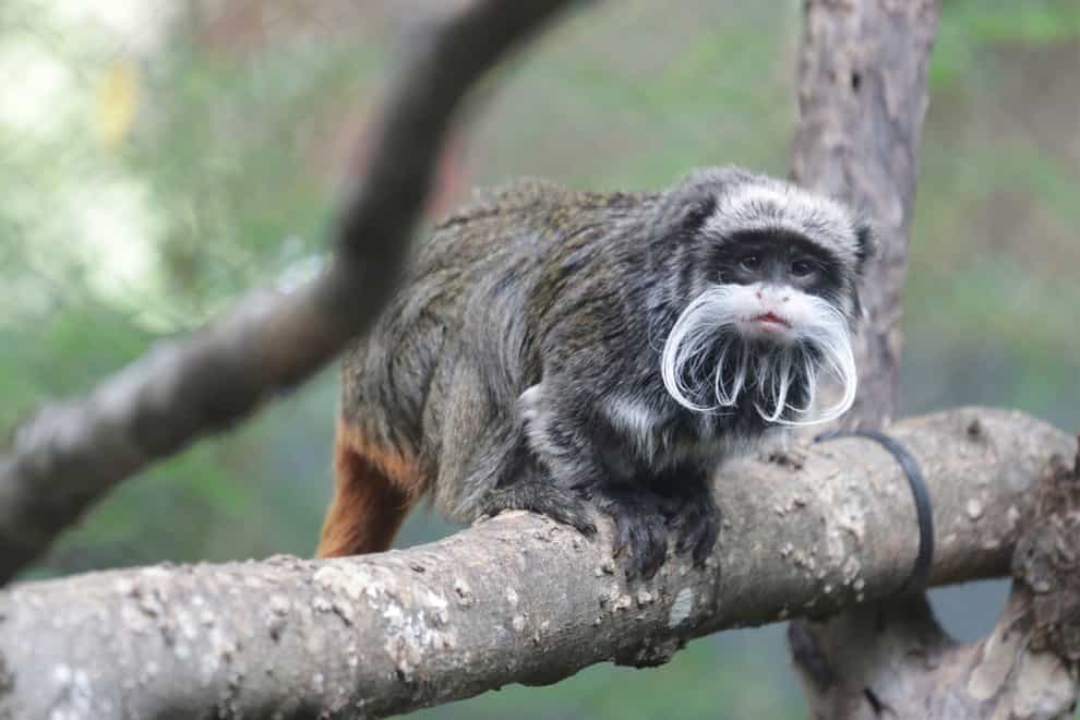 An emperor tamarin monkey at Dallas Zoo (Dallas Zoo via AP)