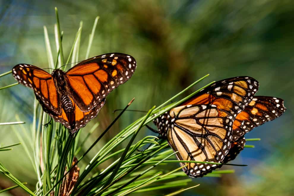 Butterflies land on branches at Monarch Grove Sanctuary in Pacific Grove, California (AP)