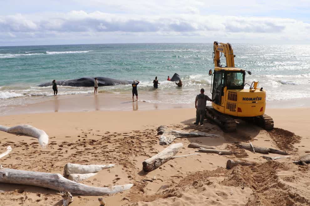 The whale’s stomach contained six hagfish traps, seven types of fishing net, two types of plastic bags, a light protector, fishing line and a float from a net, researchers found (Daniel Dennison/Hawaii Department of Land and Natural Resources via AP)