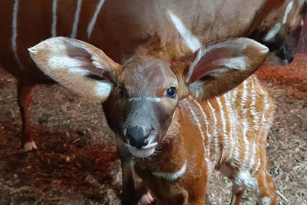 Staff at Marwell Zoo in Hampshire were pleased to see the arrival of a mountain bongo calf (Marwell Wildlife/PA)