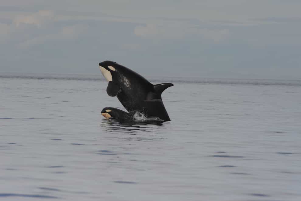 Killer whale mothers are known to provide more support to sons than daughters (Centre for Whale Research/NMFS 21238/PA)