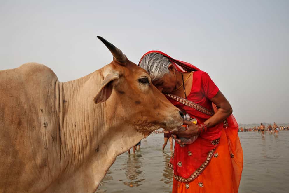 India’s government-run animal welfare department has appealed to citizens to mark Valentine’s Day not as a celebration of romance but as ‘Cow Hug Day’ to better promote Hindu values (AP)