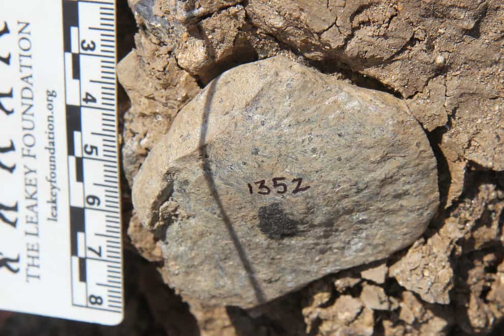An Oldowan flake at the site in Kenya (TW Plummer/Homa Peninsula Paleoanthropology Project via AP)