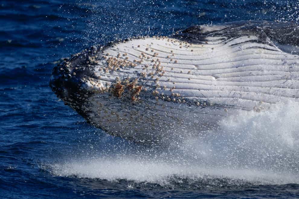 A humpback whale breaches off the coast of Port Stephens, Australia (Mark Baker/AP)