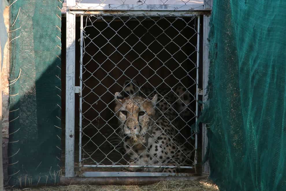 The cheetahs are being transported from Namibia (Dirk Heinrich/AP)