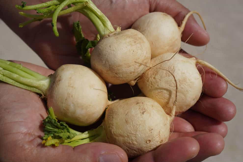 Eating turnips could help avoid fruit and vegetable shortages in UK supermarkets during the winter months, the Environment Secretary has suggested (Alamy/PA)