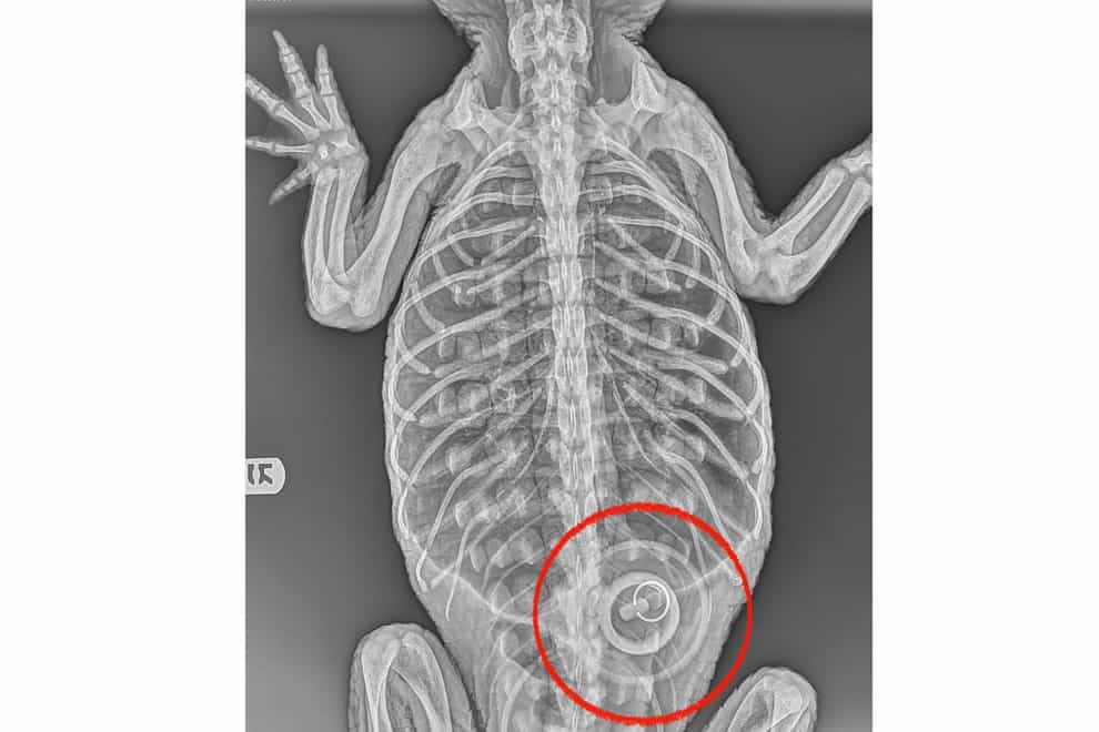 The X-ray of the alligator shows the bath plug inside its digestive system (Wildlife Conservation Society via AP)