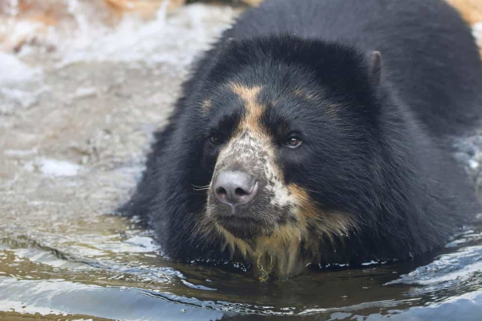 St Louis Zoo’s Andean bear named Ben (JoEllen Toler/St Louis Zoo via AP)