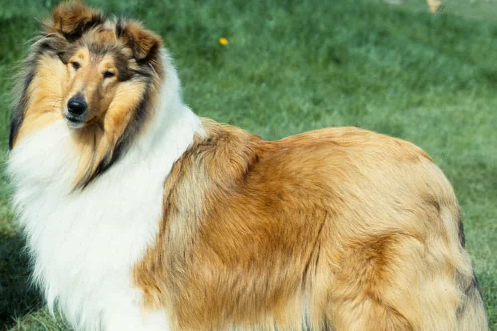 Rough collie dogs is now close to being classed as ‘at risk’ by The Kennel Club (/PA)