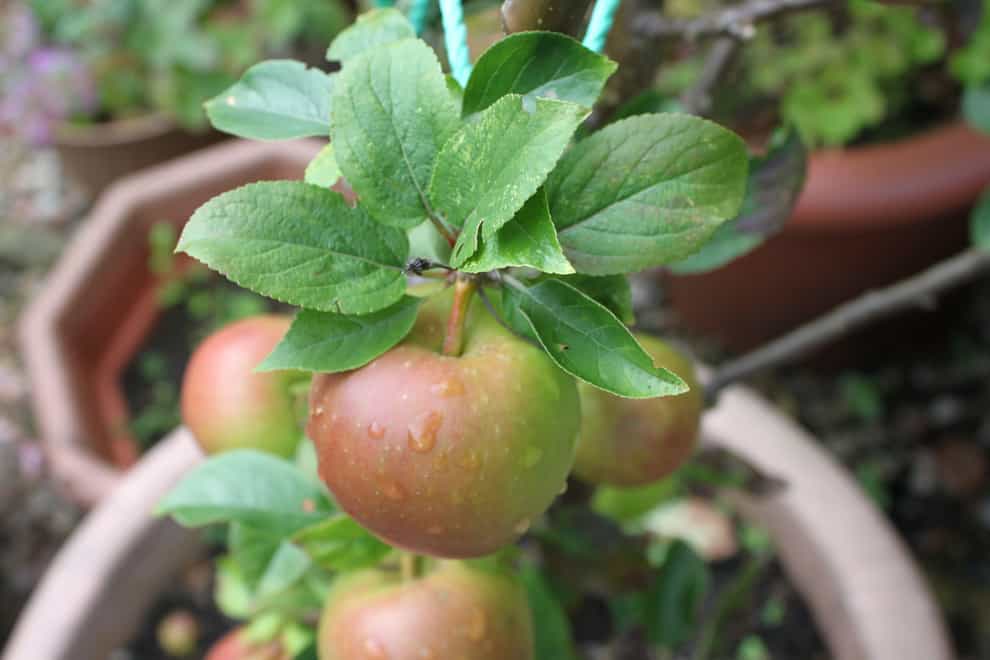 The best fruit trees to grow in pots (Alamy/PA)