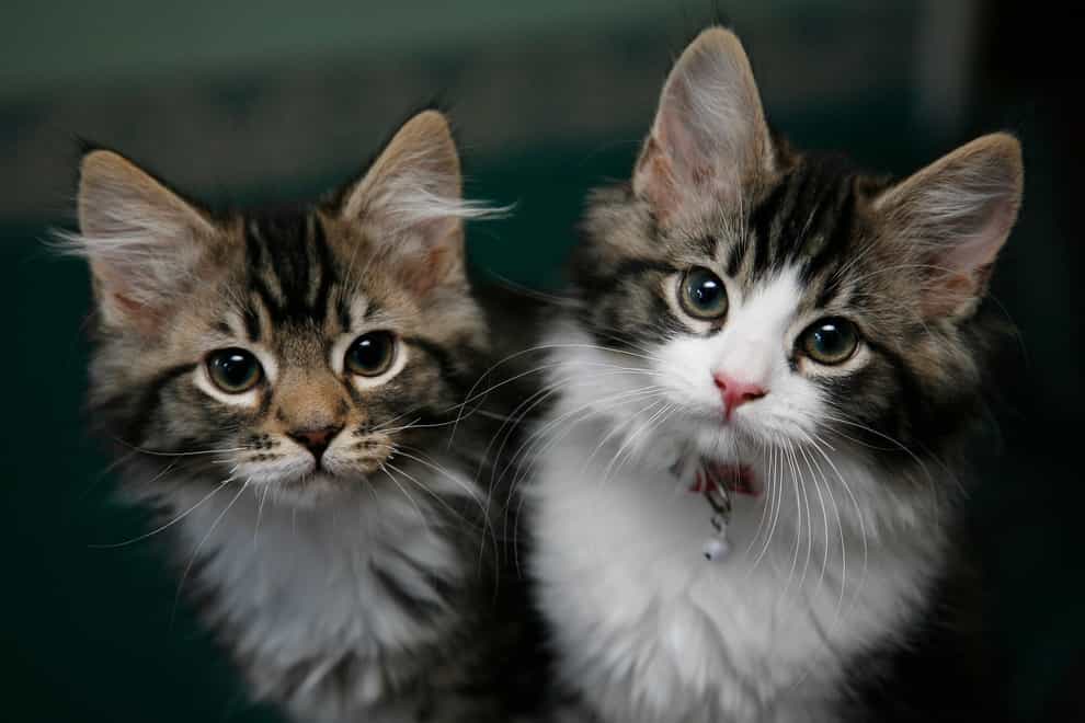 Ministers has considered the culling of domestic cats (Nick Ansell/PA)