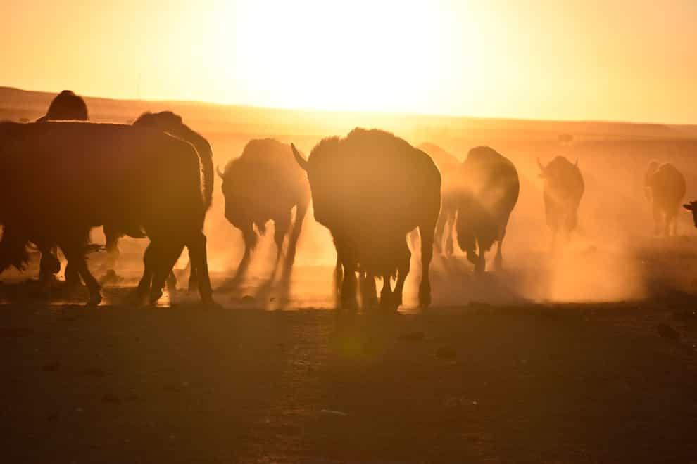 Bison awaiting transfer to Native American tribes (Matthew Brown/PA)