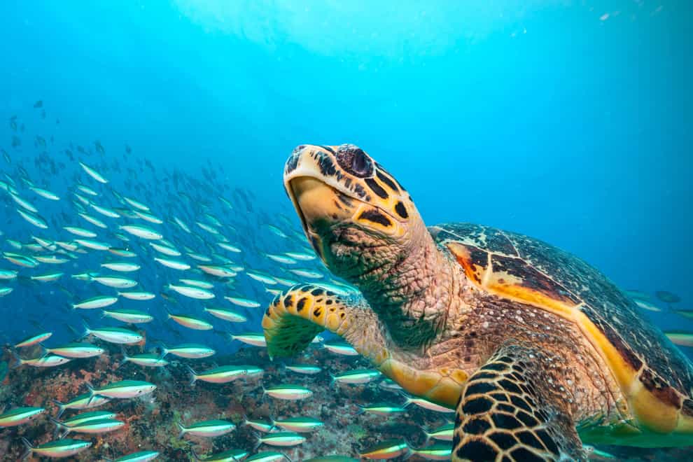 Many marine species, including sea turtles, make long annual migrations, crossing national borders and the high seas (Alamy/PA