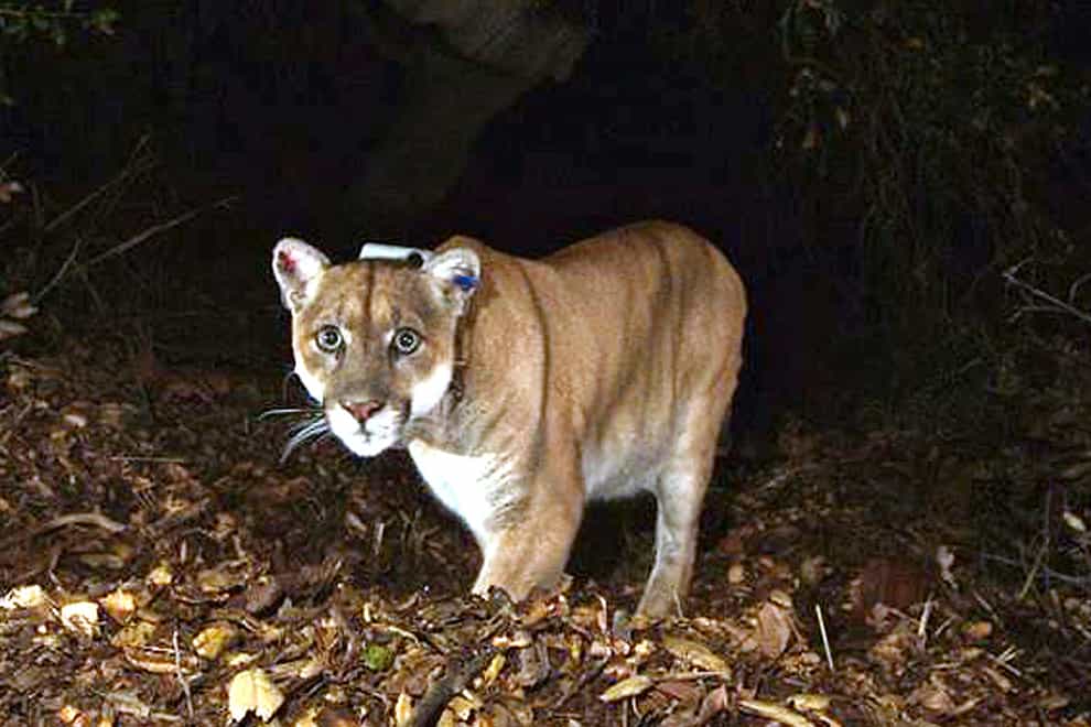 P-22 in the Griffith Park area near Los Angeles city centre in 2014 (US National Park Service/AP)