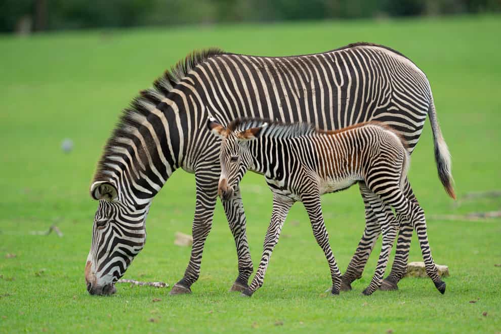 Giraffes, zebras and antelopes at a UK zoo are to get an upgrade to their diet with new herb and grass meadows being planted to give them a wider variety of food (Marwell Zoo/PA)