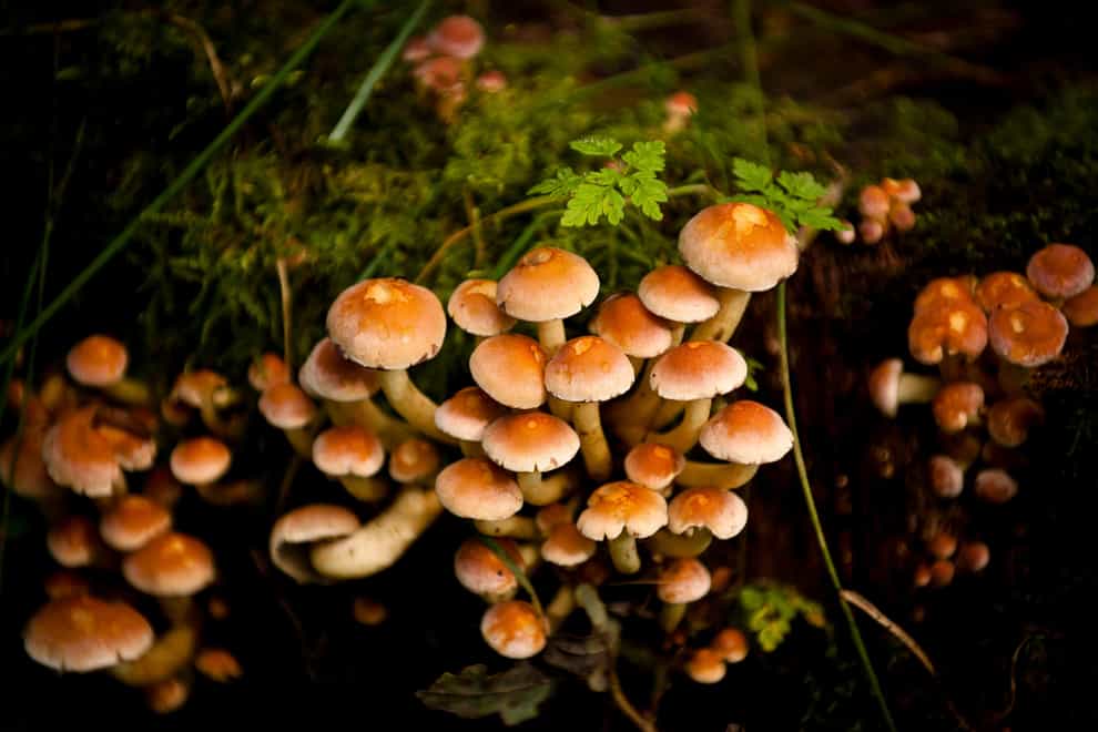 Growing edible mushrooms alongside trees can produce a valuable food source for millions of people while capturing carbon, mitigating the impact of climate change, a new study by University of Stirling scientists has found (Ben Birchall/PA)