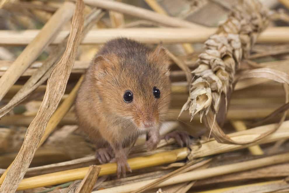 Wildlife is flourishing on farms in the Selborne Landscape Partnership, the report’s lead author said (D Middleton/South Downs National Park Authority/PA)