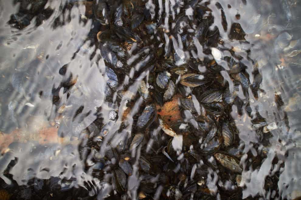 Researchers think the freshwater mussels squirt water jets to increase the chances of their larvae attaching to the right host fishes (Johny Kristensen/Alamy/PA)