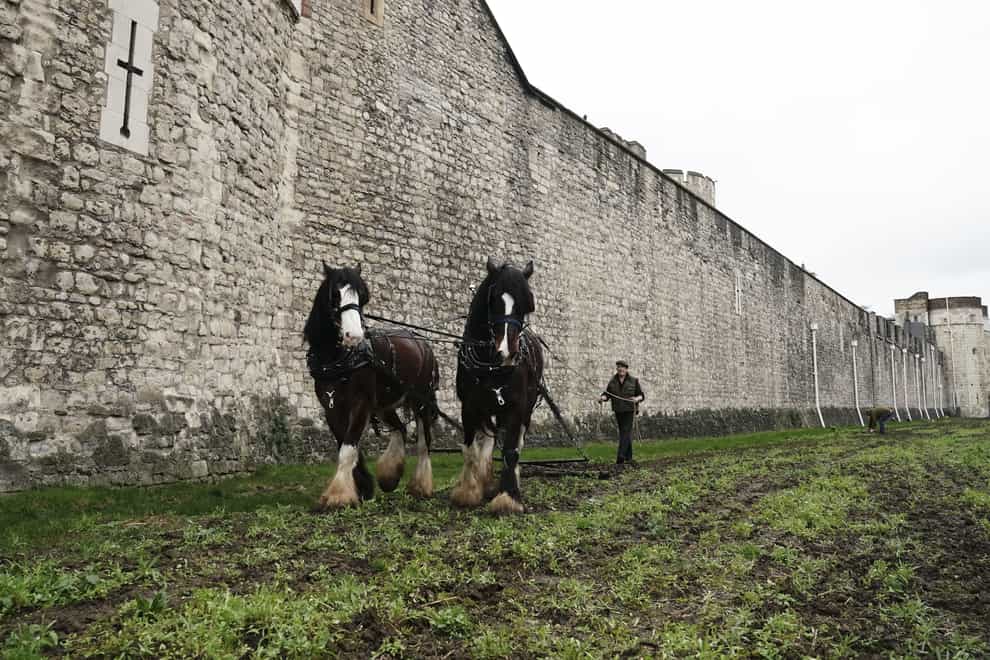 Shire horses called William and Joey from Hampton Court Palace, plough the moat at the Tower of London, in preparation for the return of the moat in bloom (