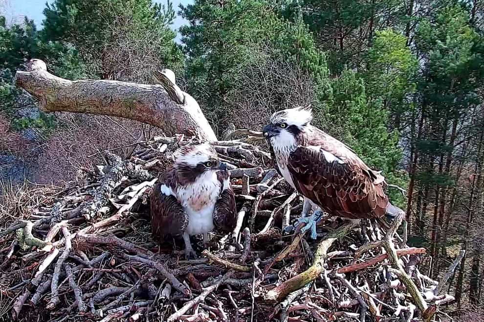 LM12 and NC0 on their nest together, having returned on the same day (Scottish Wildlife Trust)