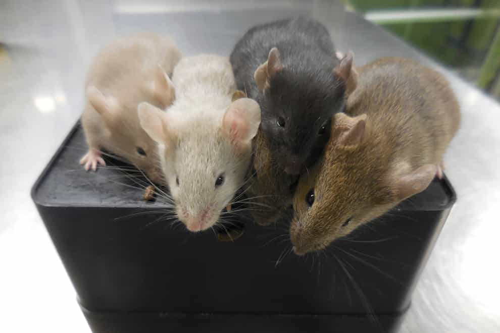 Mice derived from stem cells, four weeks after their birth, in Osaka, Japan (Katsuhiko Hayashi via AP/PA)