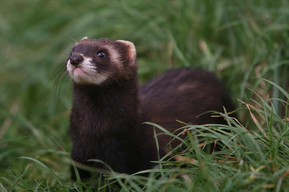 A study found that 29% of polecat mortalities were due to roads (Martin Keene/PA)