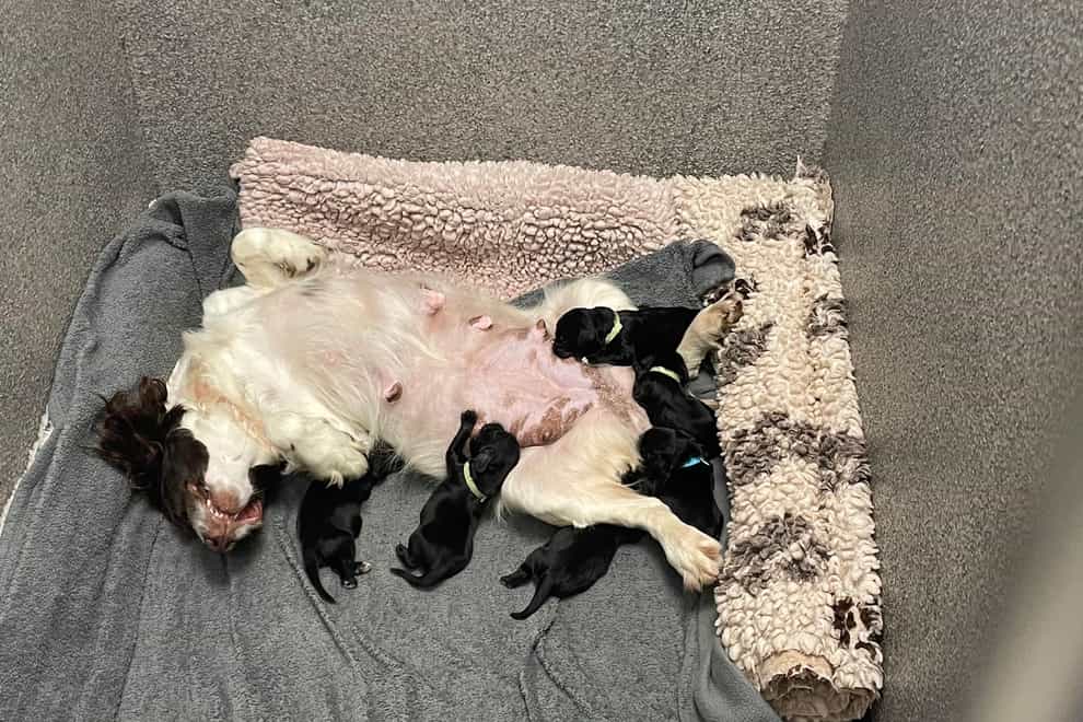 The puppies are back with their mother (Durham Police/PA)